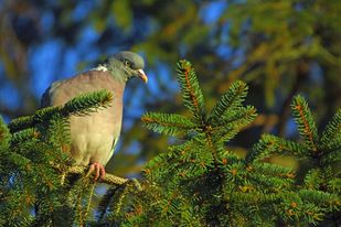 150438990_2640795449545499_5163787604603135672_n