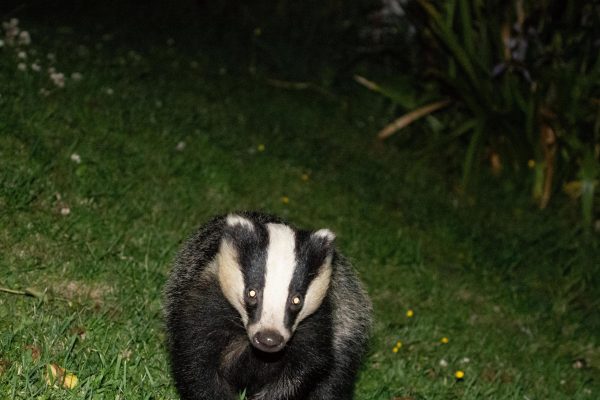 Badger 1