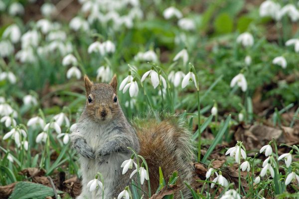 MALCOLM MORRIS - Snowdrop Squirrel