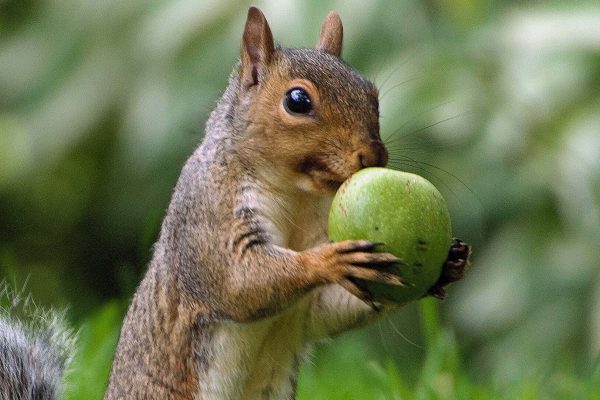 grey squirrel 3
